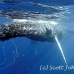 whale_humpback_h_00222_dom3623.jpg